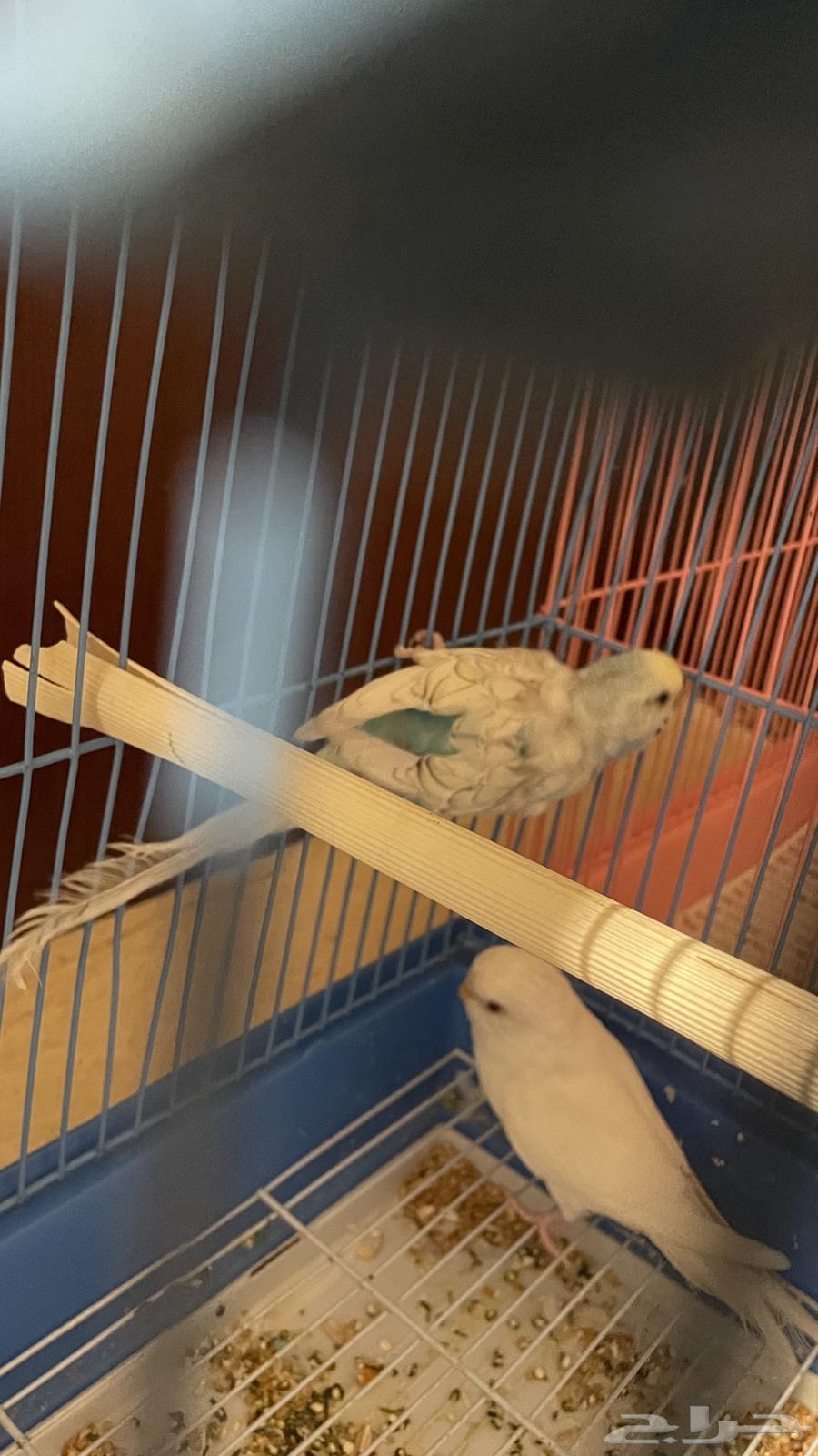 للبيع زوجين بادجي64518051427457112