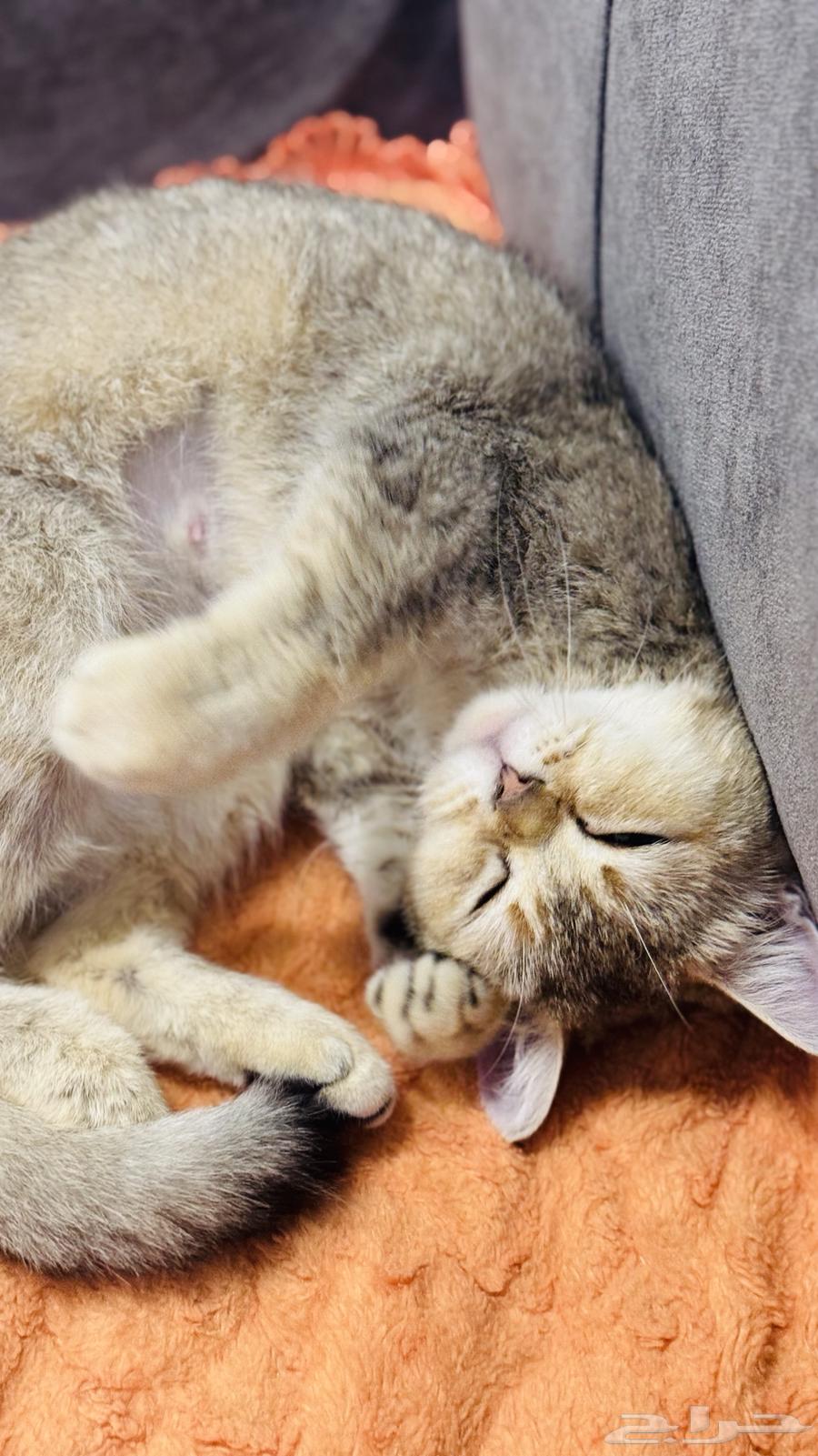 للبيع قطه سكوتش ستريت64518761030658110