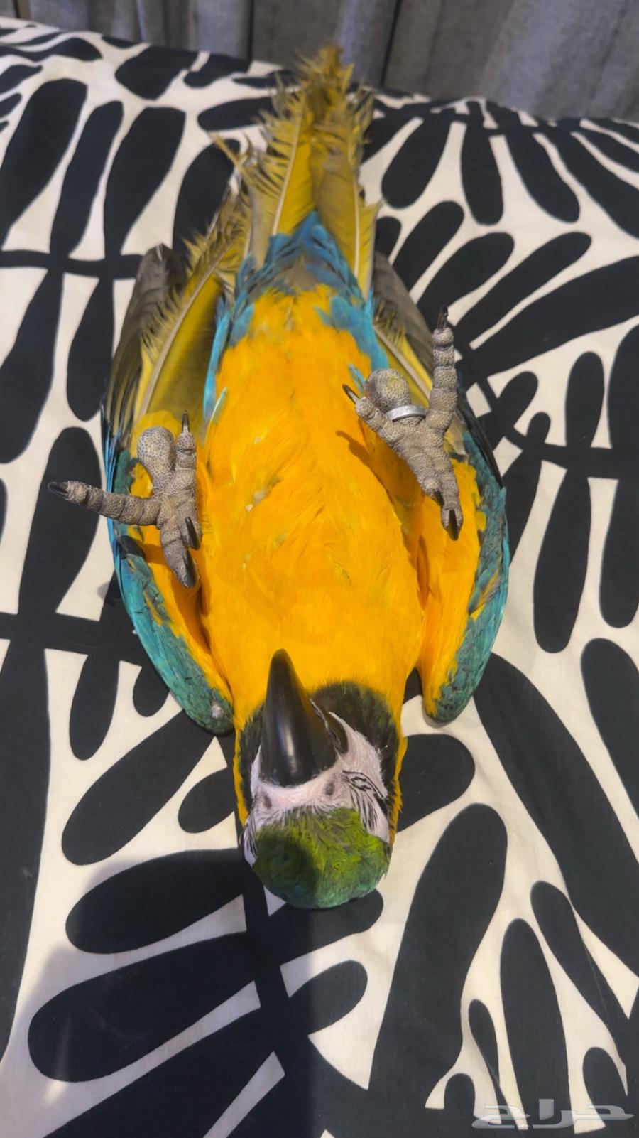 Macaw Alf Threat Internal (Sold)64518034422017110