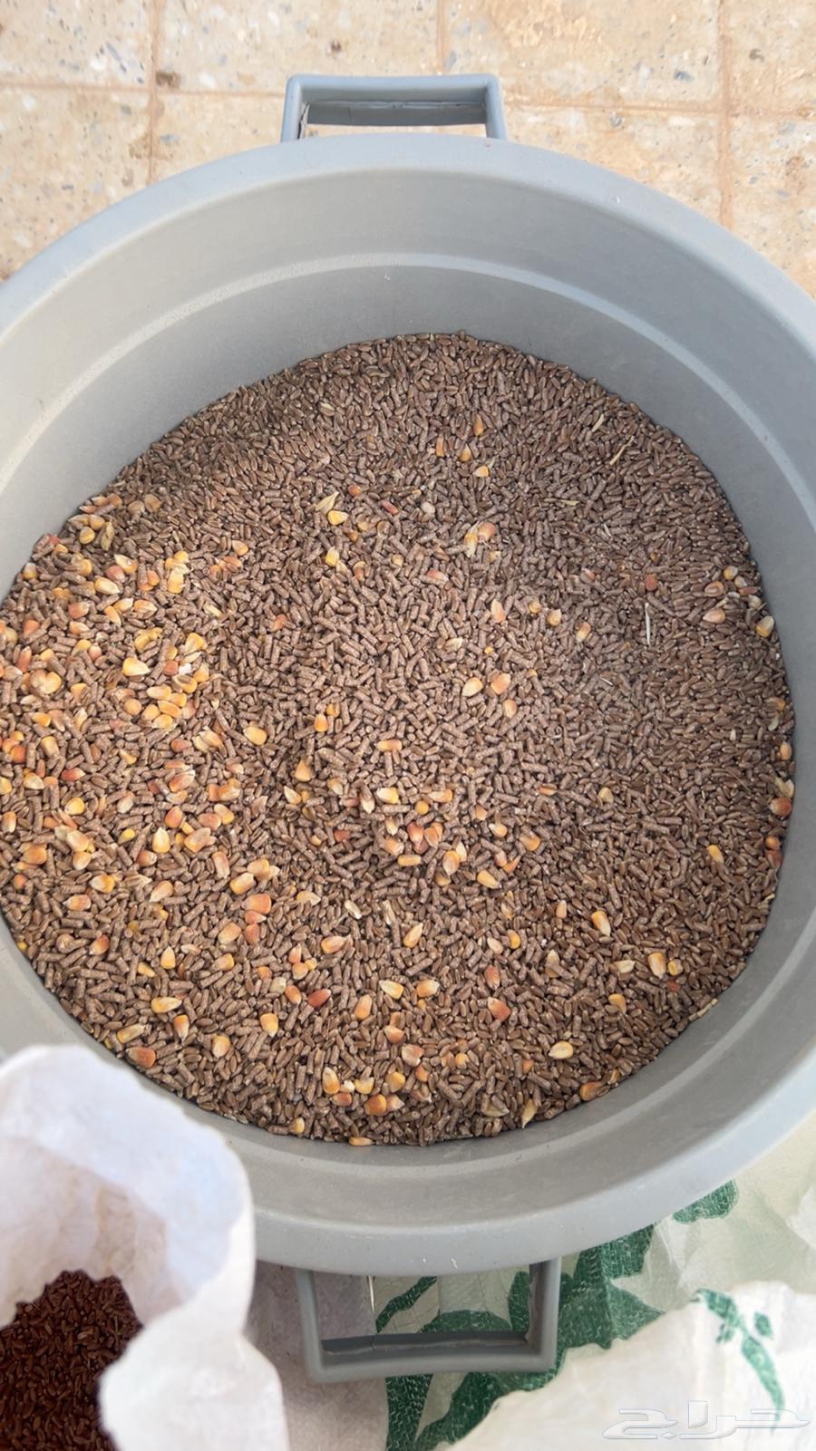 فروخ حمام للبيع فرنسي سلفر زاجل منتف جاهز64515375230467110