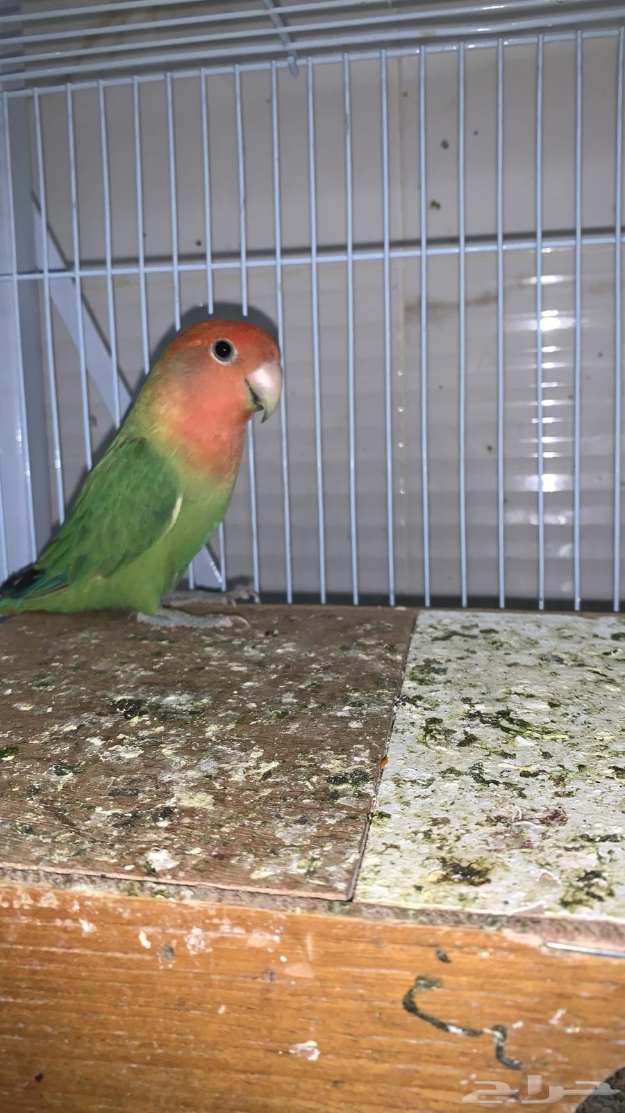 روز للبيع64516836972034111