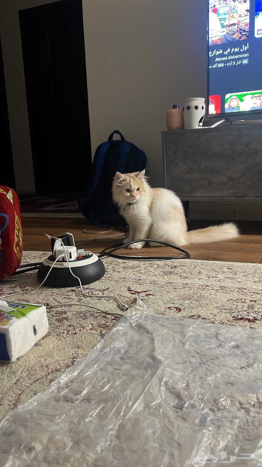 قطو شيرازي للبيع64511787404418110