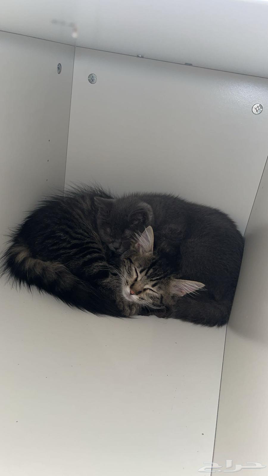 قطط للبيع64518083834113111