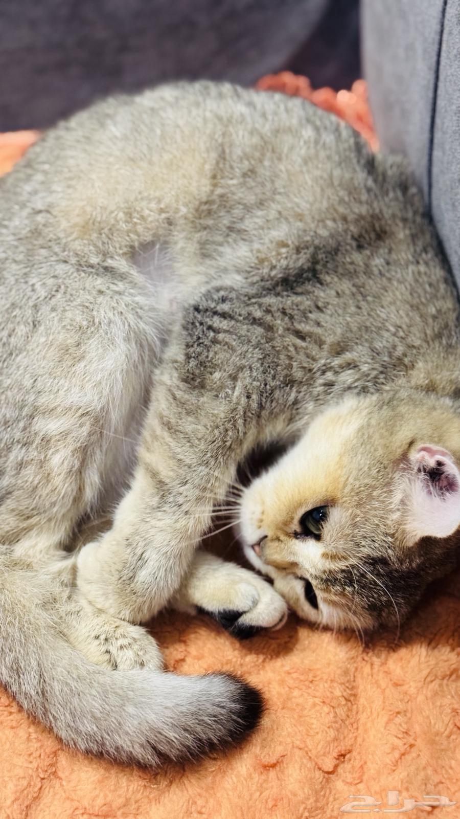 للبيع قطه سكوتش ستريت64518761030658111