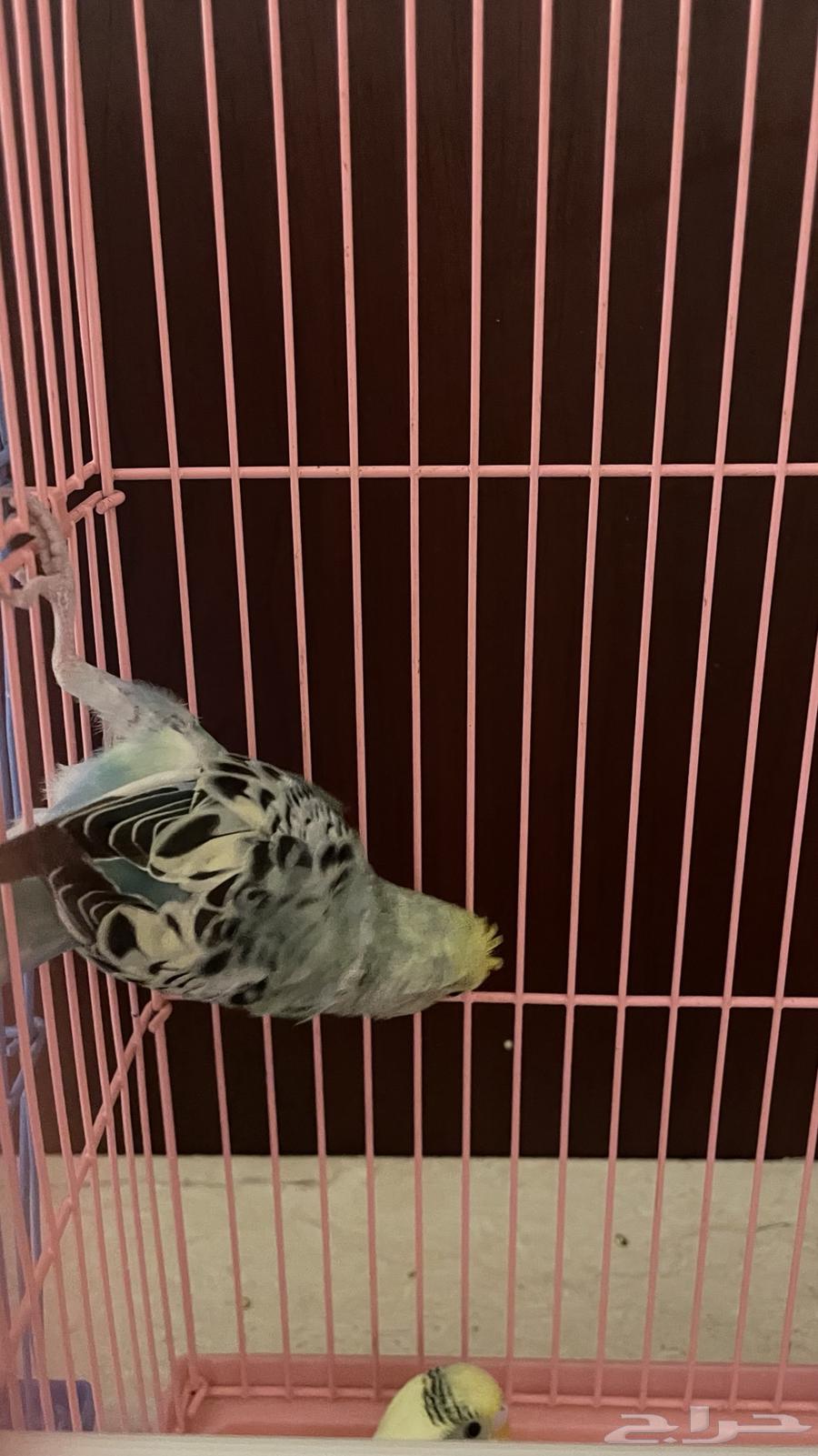 للبيع زوجين بادجي64518051427457114