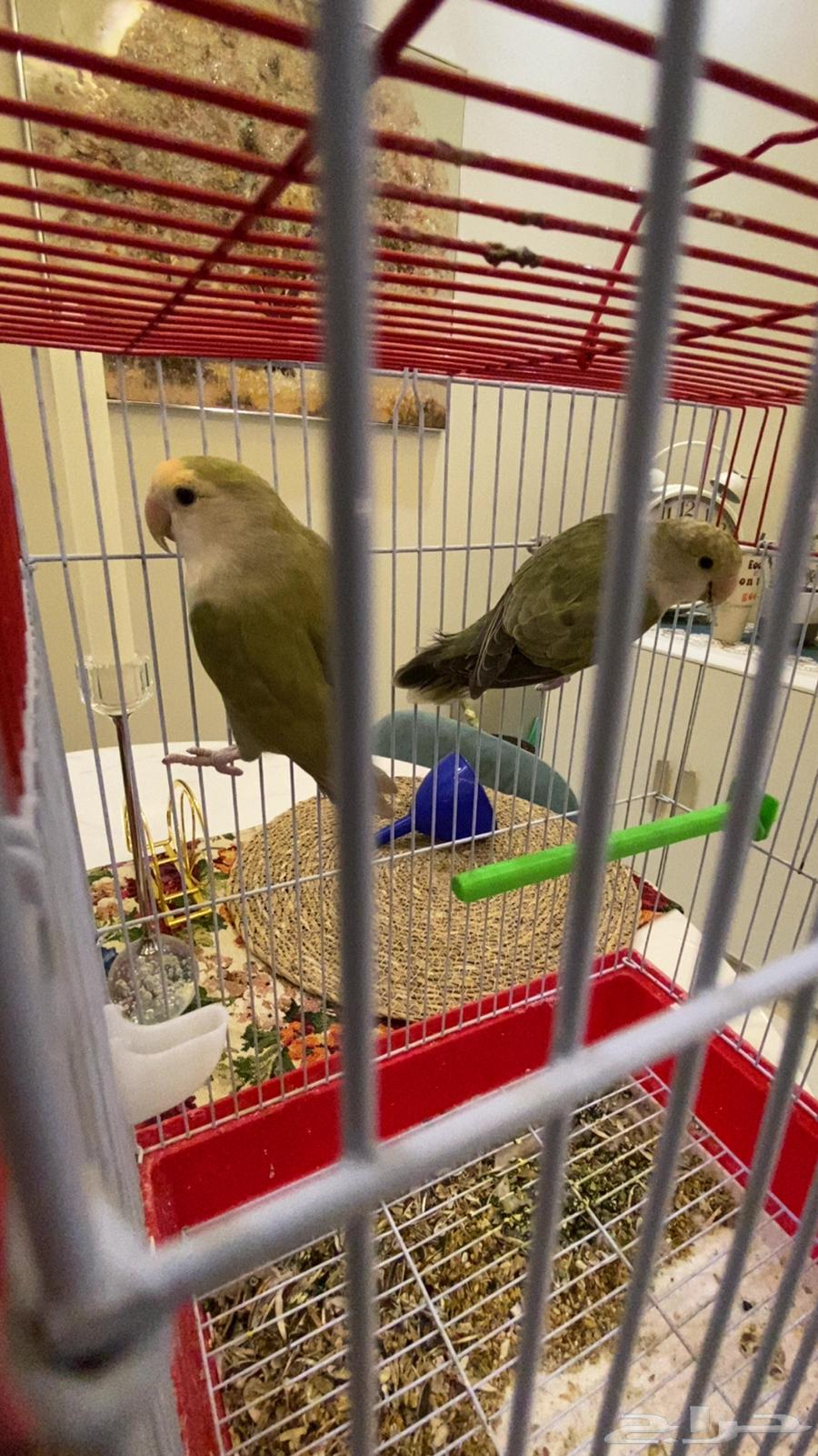 للبيع زوج روز64518902299778110