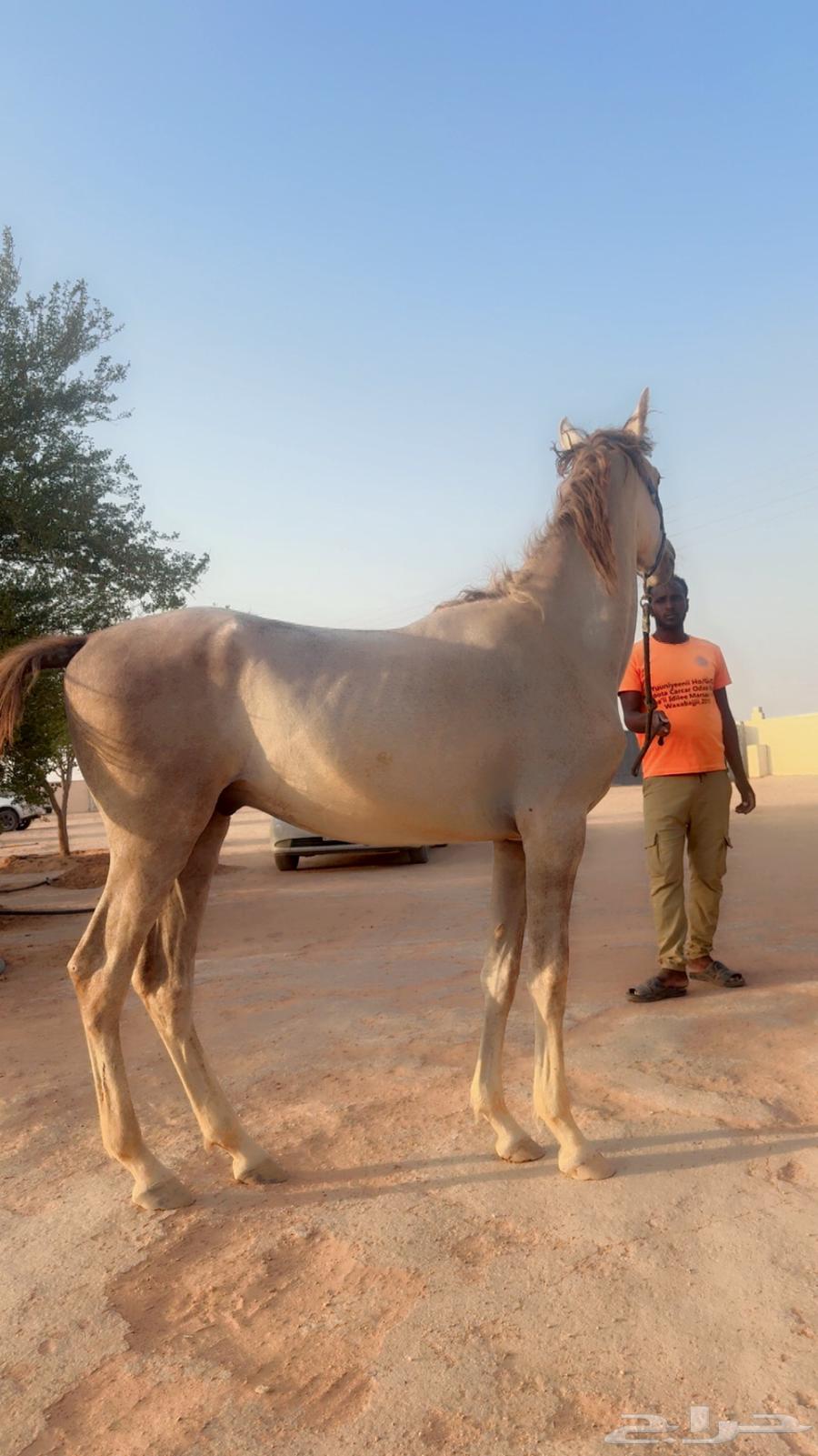 احصان طبع زين64515472985345110