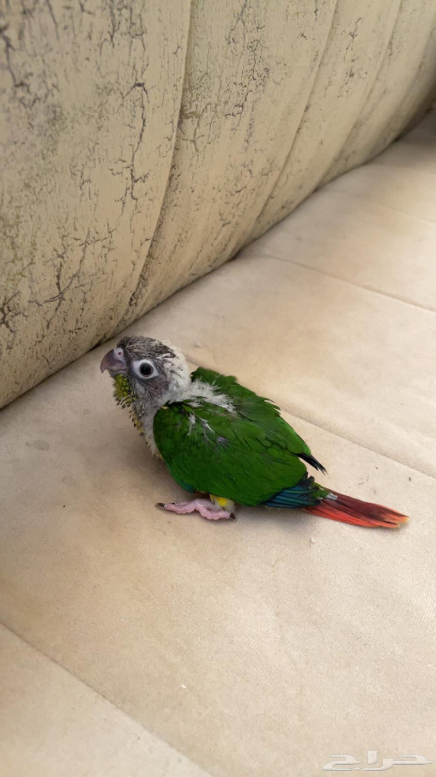 فرخ كنيور يلو سايد (تم البيع)64511689516417112