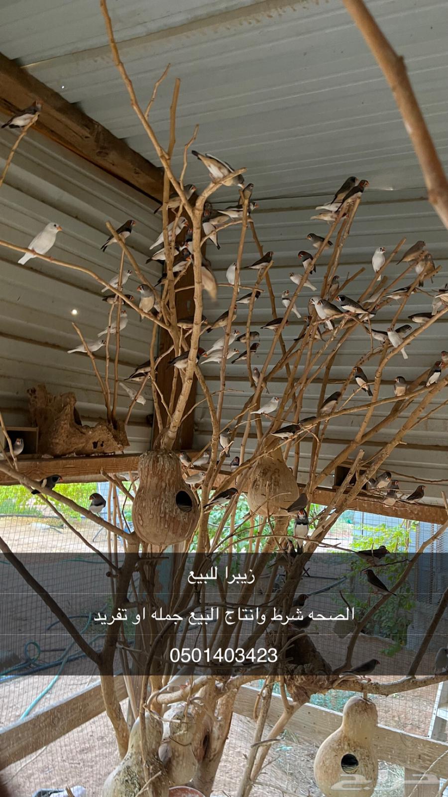 زيبرا للبيع64516672489346110