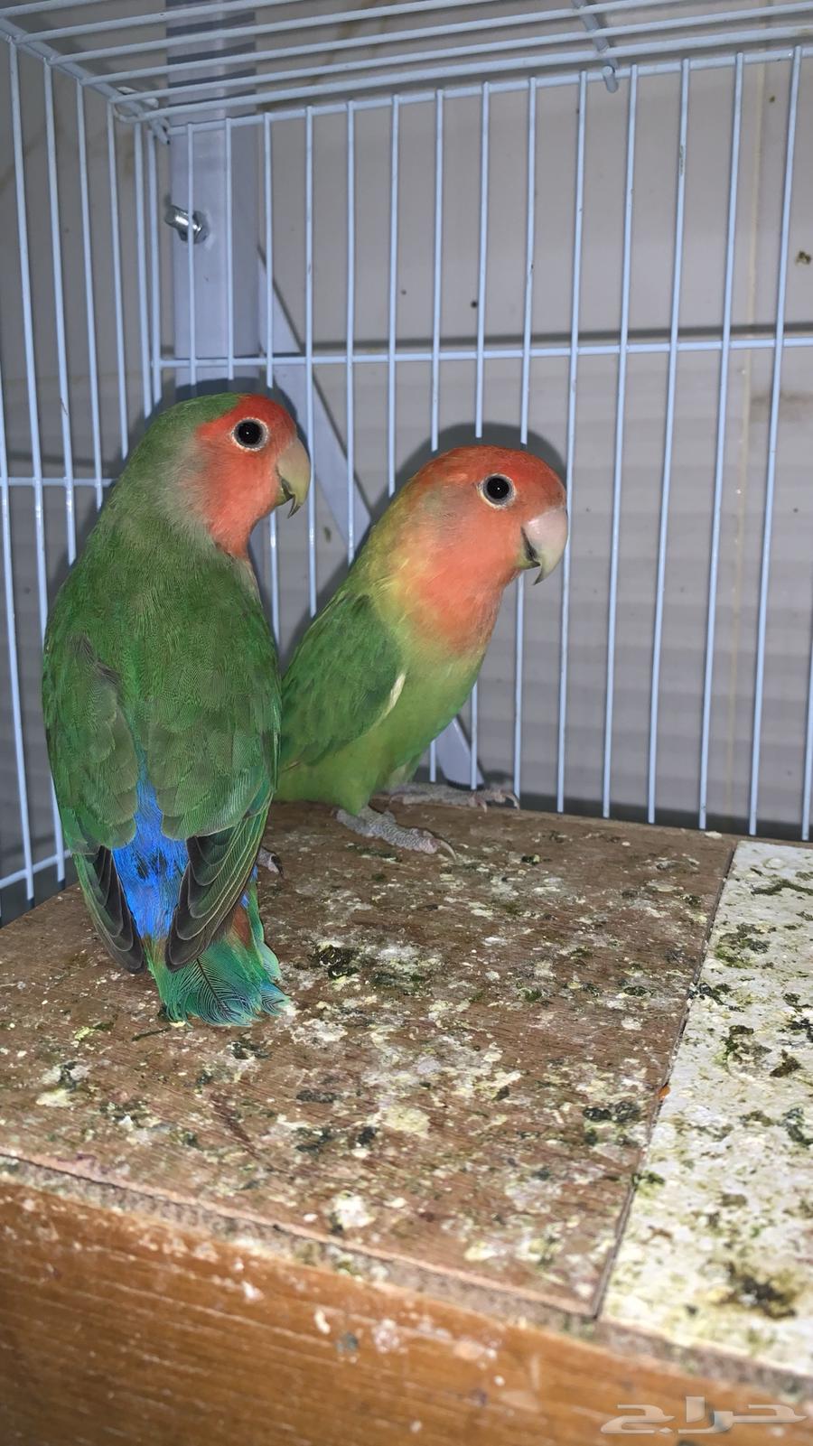 روز للبيع64516836972034110