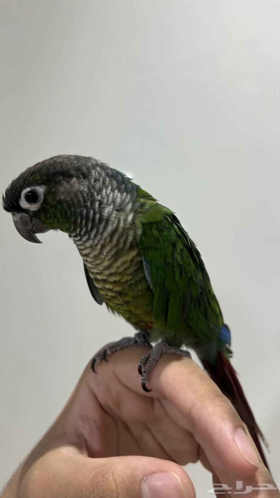 Talking Green Cheek Conure64515332737539110