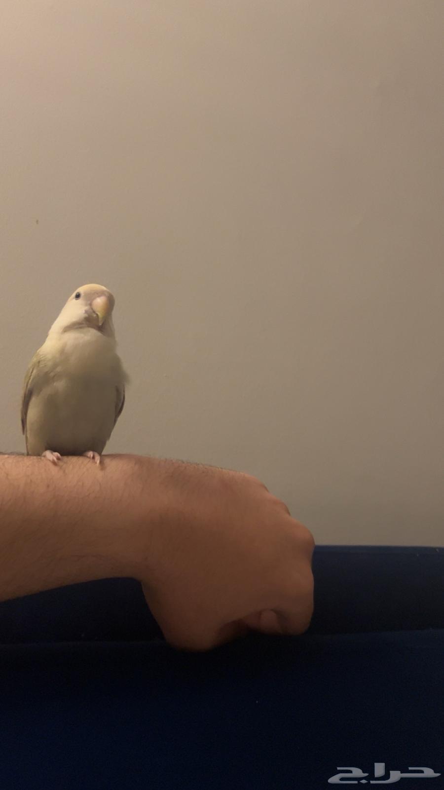 طير روز آليف64513527444482112