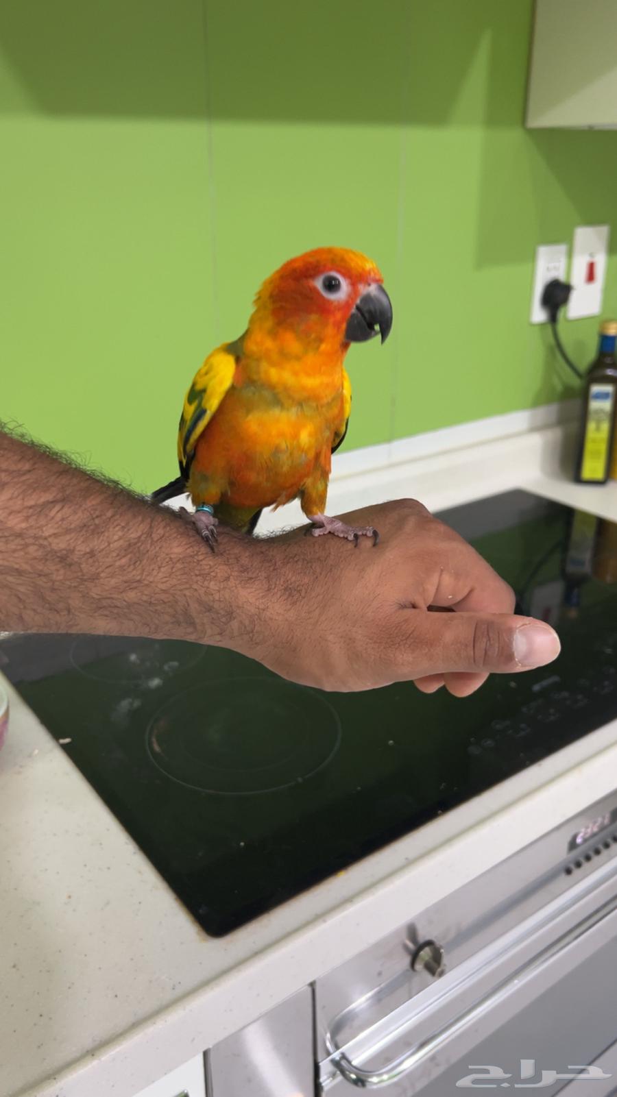 صن كنيور للبيع ( عمر 4-5 شهور .ذكر محلل DNA )64518860121987110