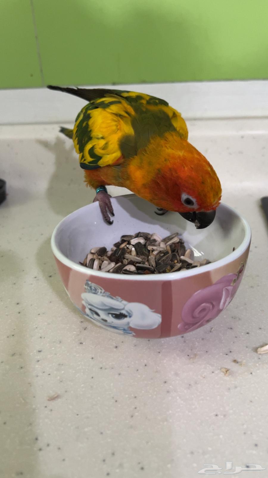 صن كنيور للبيع ( عمر 4-5 شهور .ذكر محلل DNA )64518860121987114