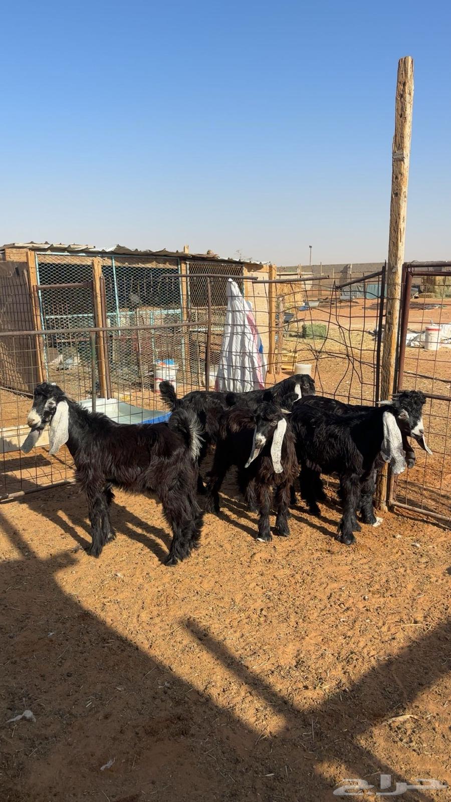 ذبايح بريه للبيع64516850907523112