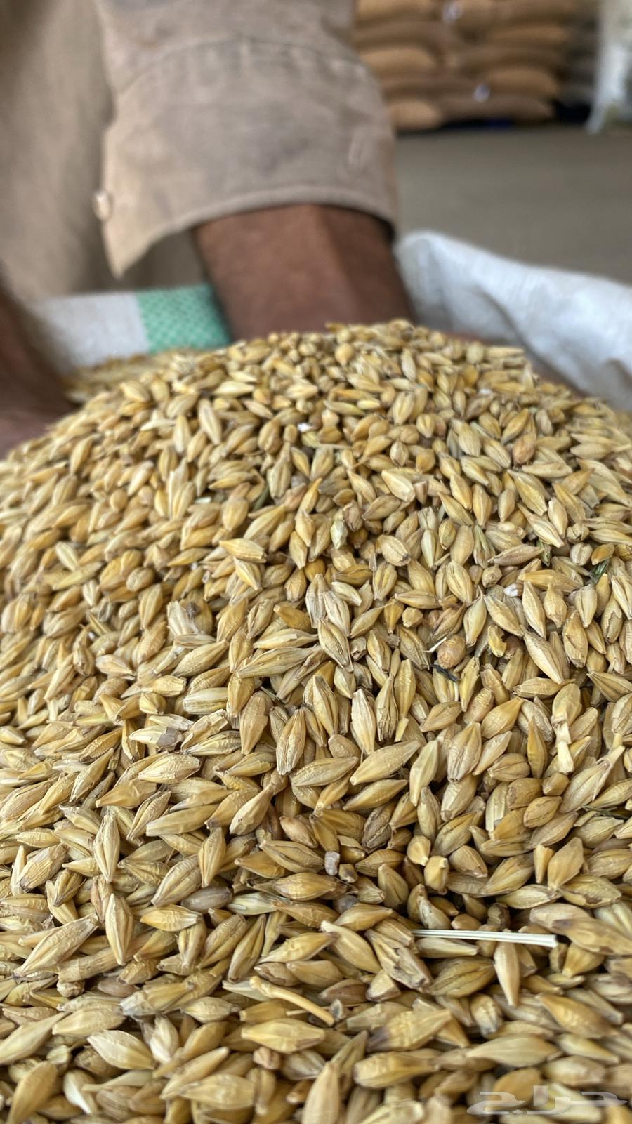 Six-row and two-row barley seeds64513120774019110