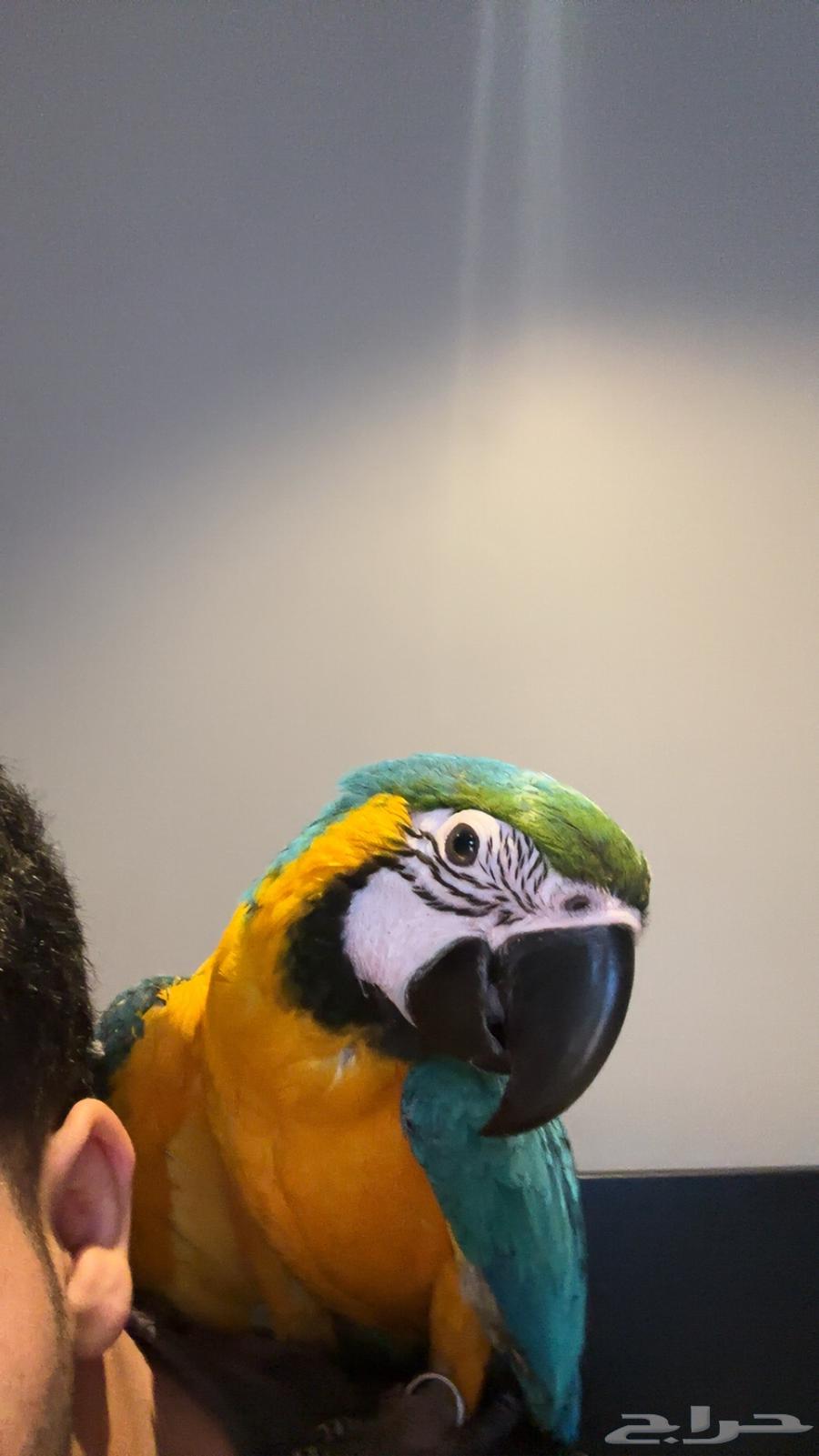 Macaw Alf Threat Internal (Sold)64518034422017111