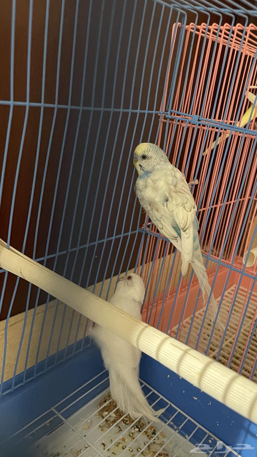 للبيع زوجين بادجي64518051427457113