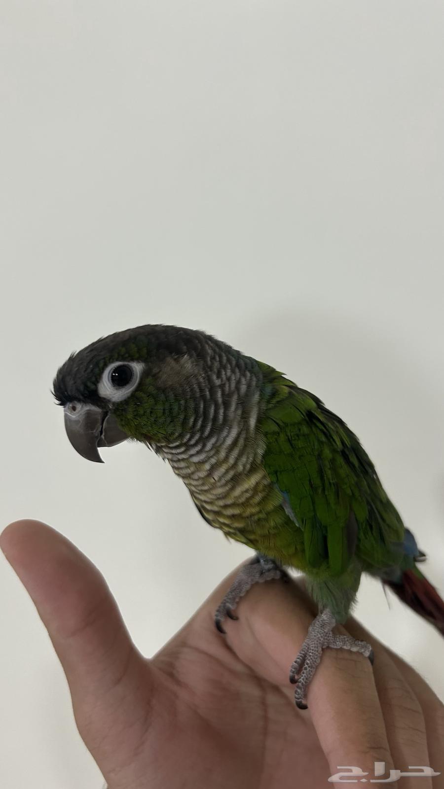 Talking Green Cheek Conure64515332737539111
