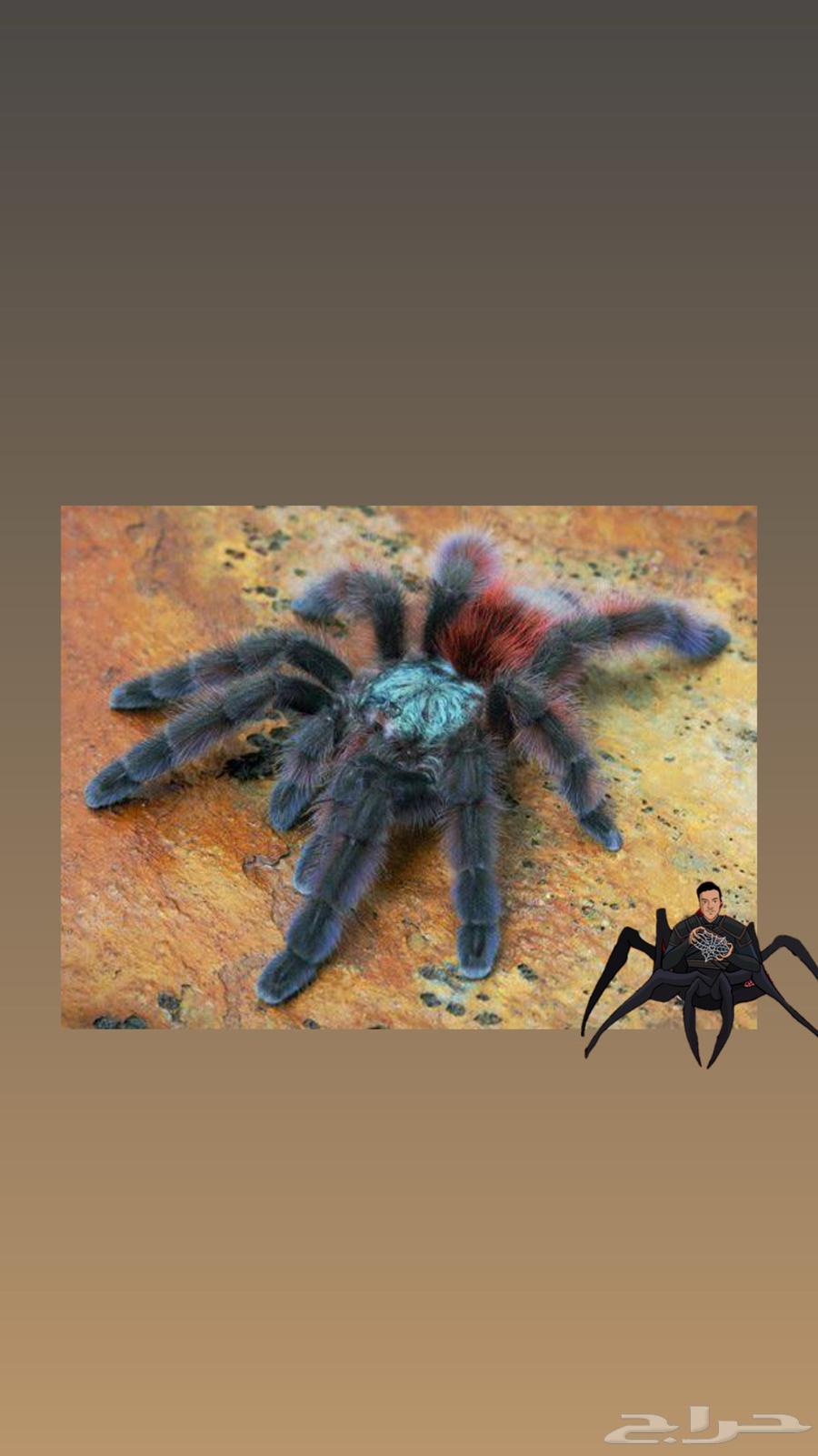 tarantula c.versicolor tarantula64512358227331111