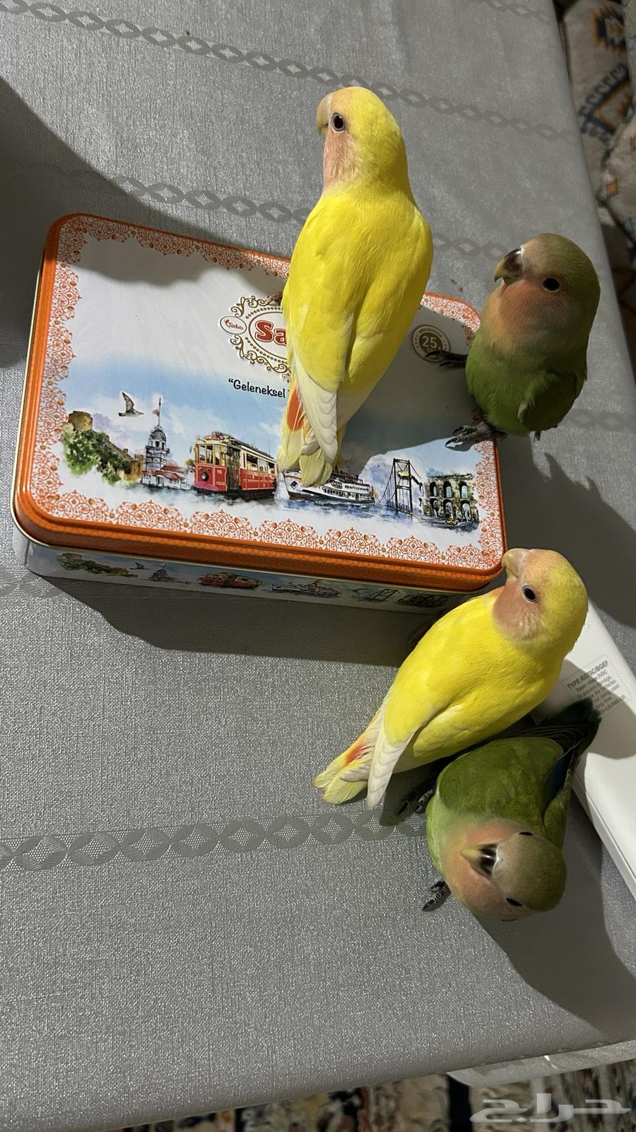 Roz Alif64518563572994114