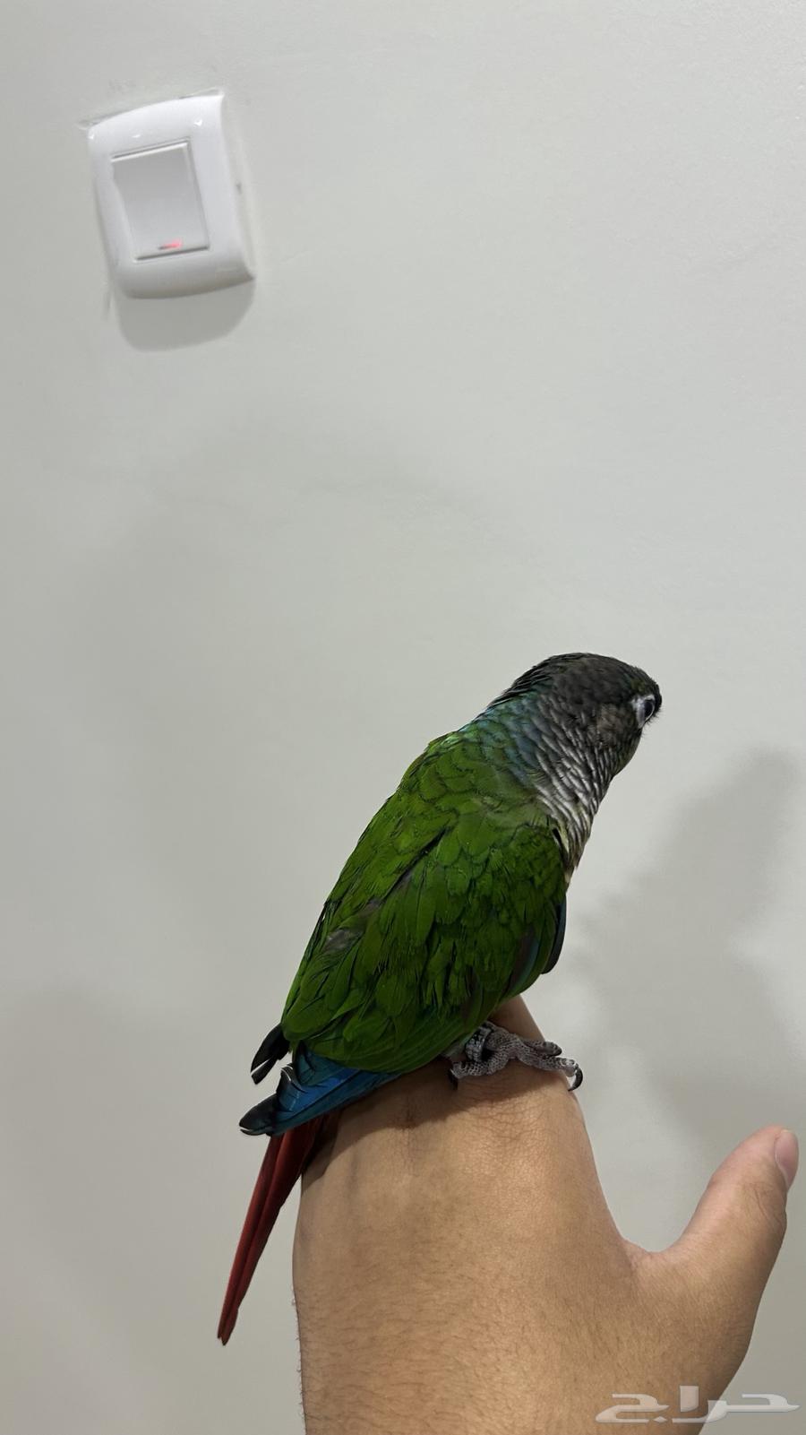 Talking Green Cheek Conure64515332737539112