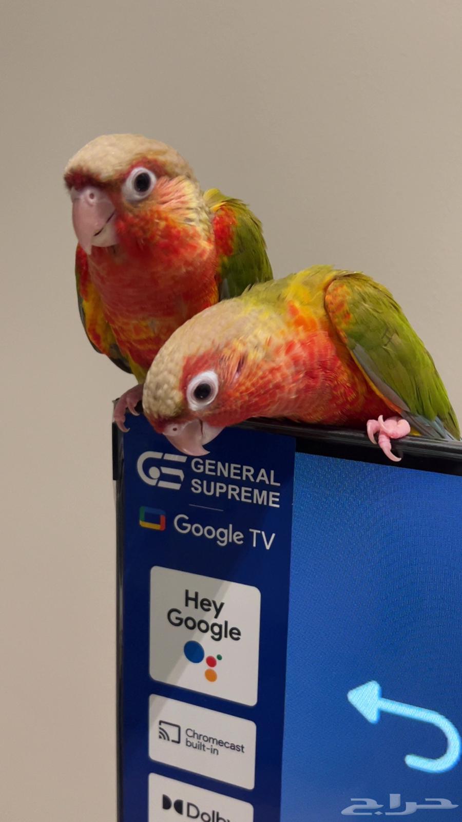 فروخ كنيور اناناس رد فاكتور64512860204418110