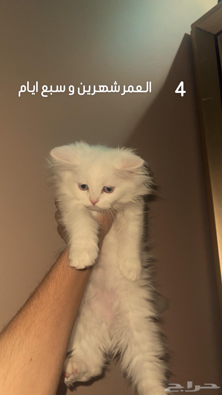 للبيع قطط صغيرة مميزة64513769990145113