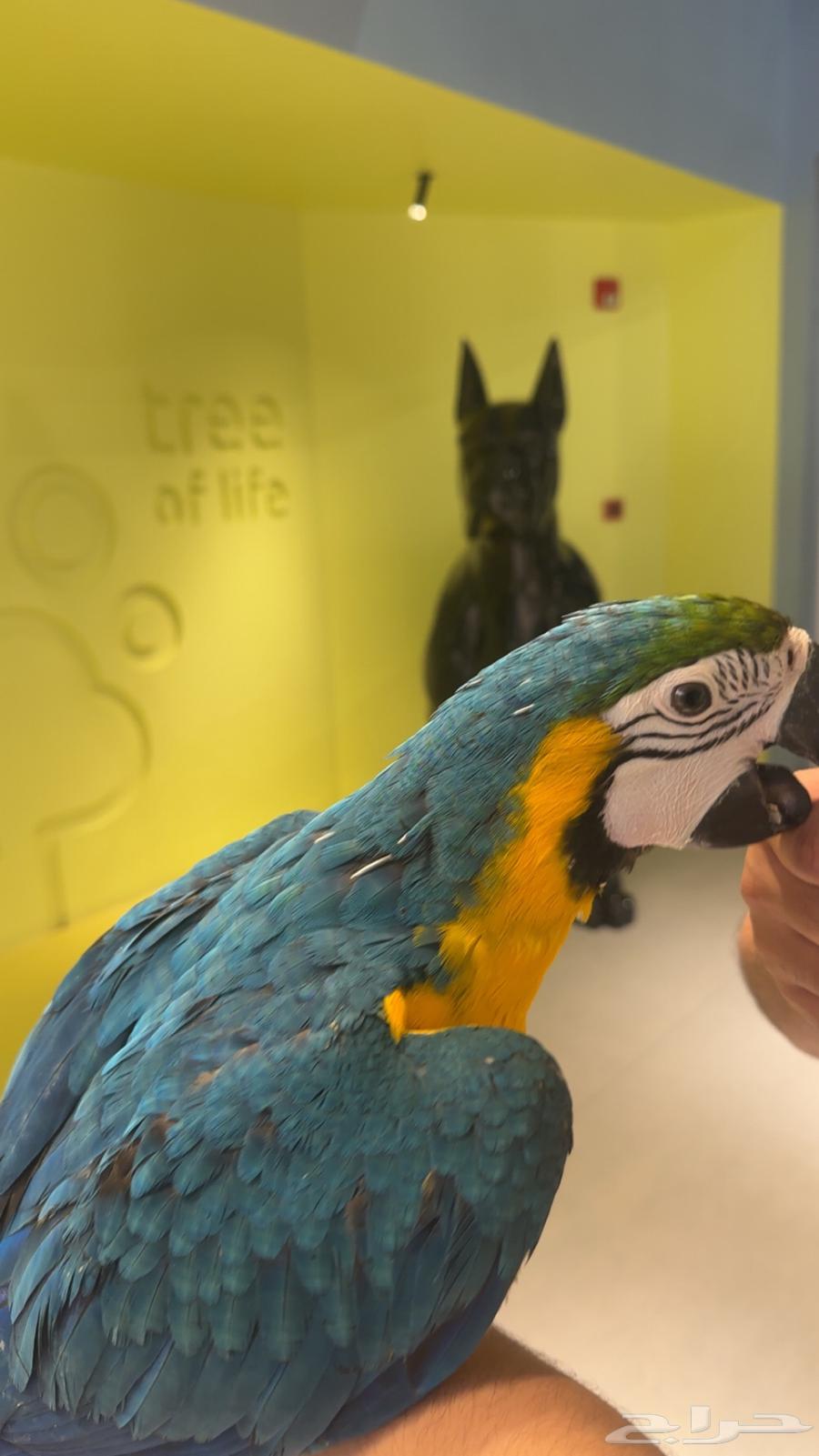 Macaw Alf Threat Internal (Sold)64518034422017113