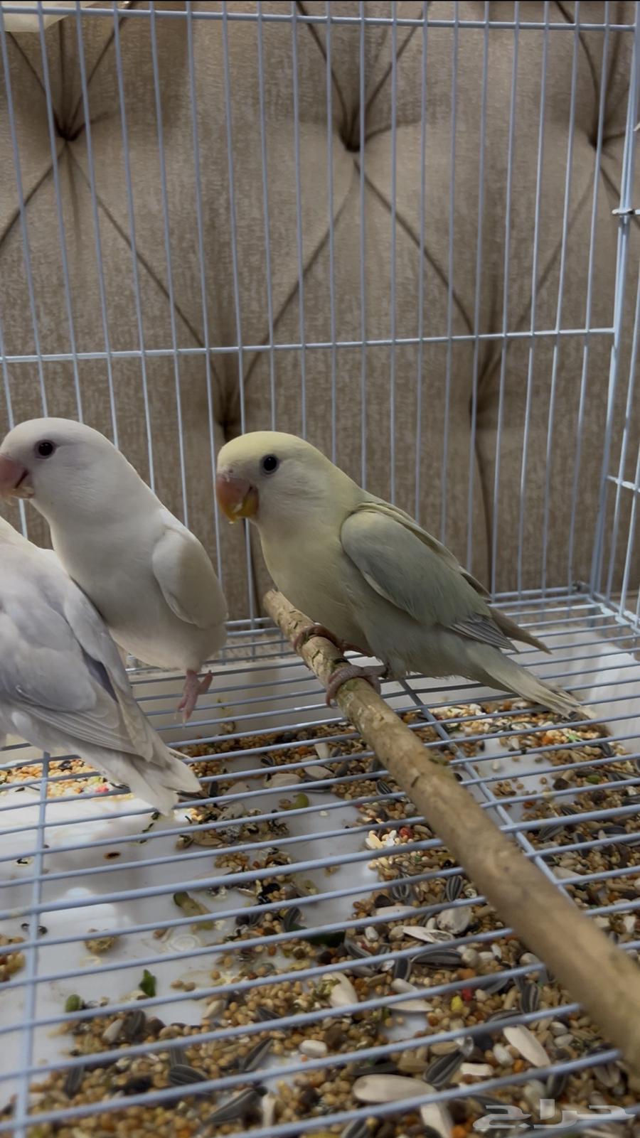 4 روز الليفات الواحد ب250 ريال64513880332930110