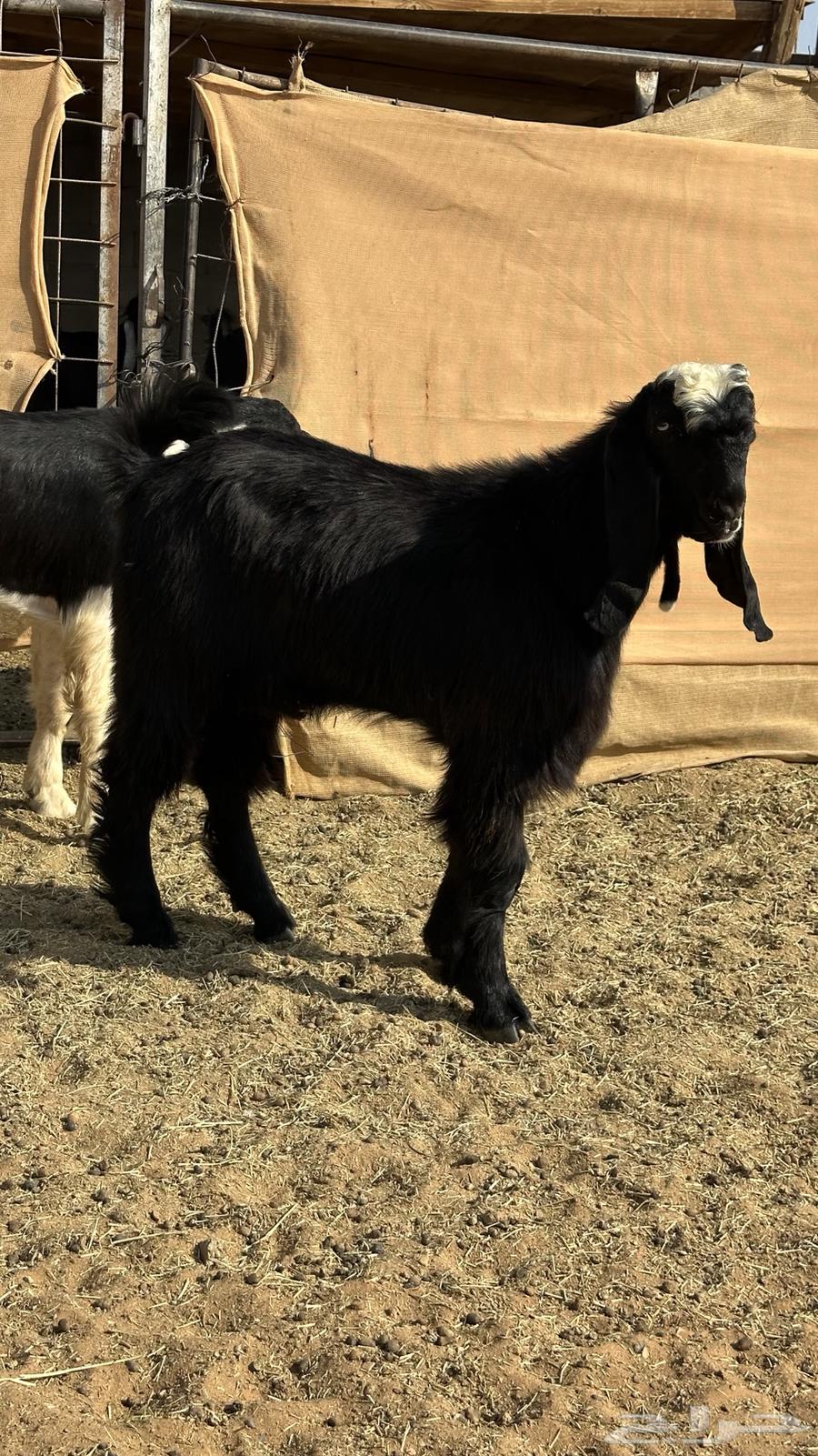 تيوس جذعان فاخره((تم البيع))64513424352897112