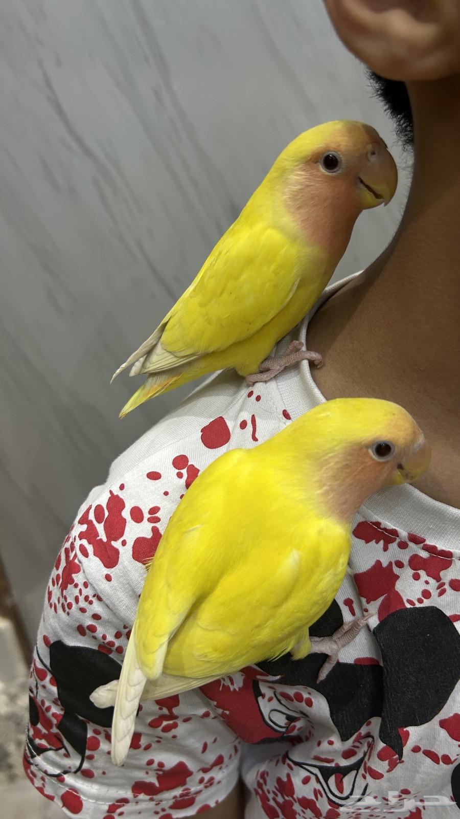 Roz Alif64518563572994110