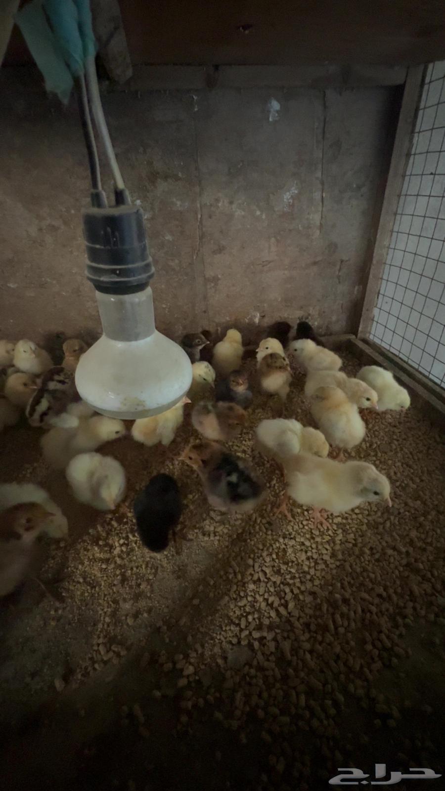 صوص بلدي تم البيع64512259762049112