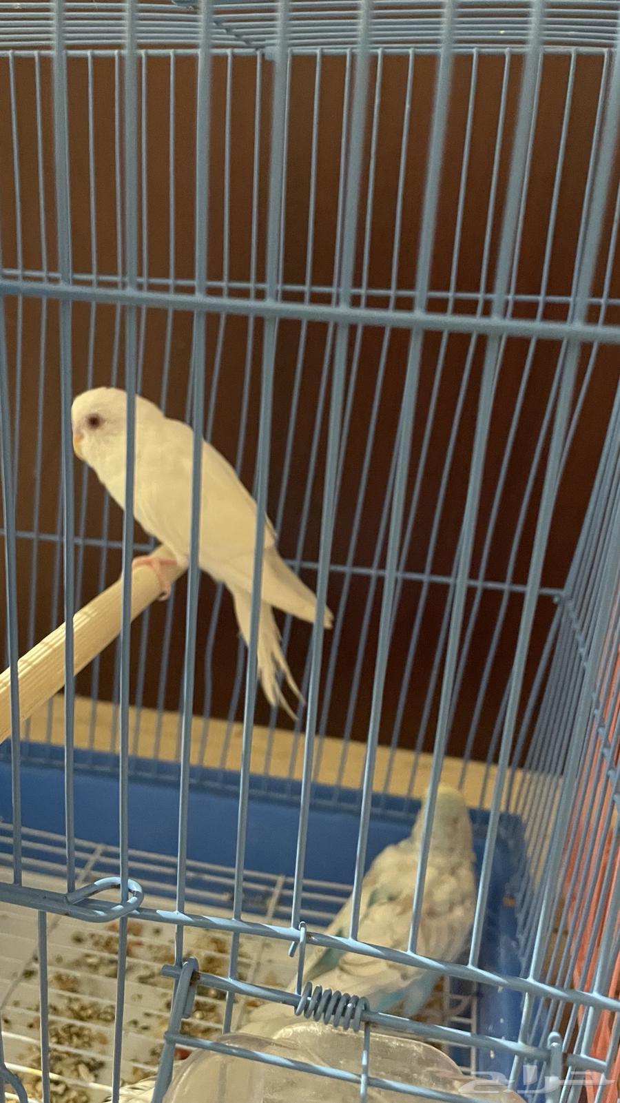 للبيع زوجين بادجي64518051427457111