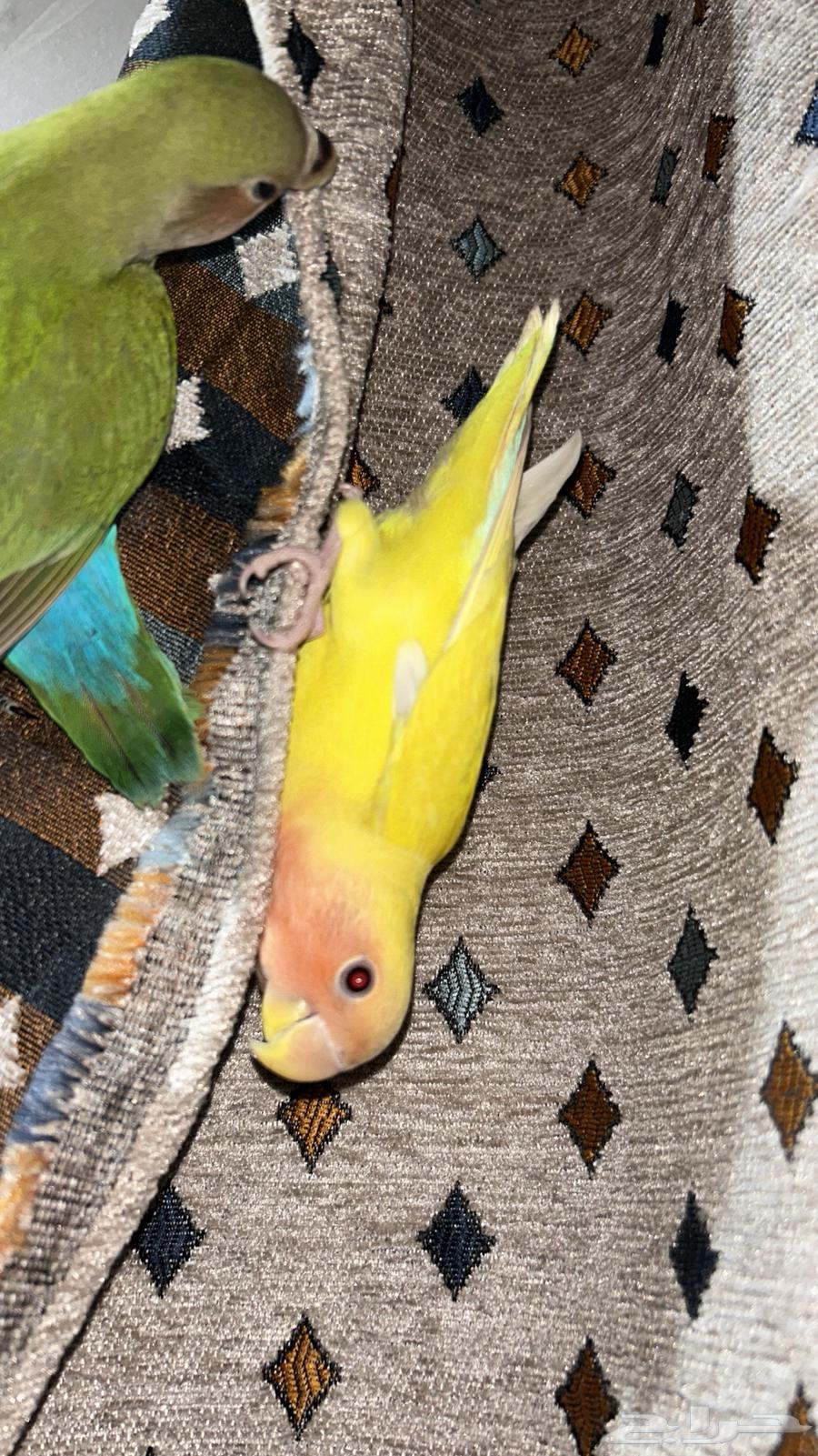 Roz Alif64518563572994113