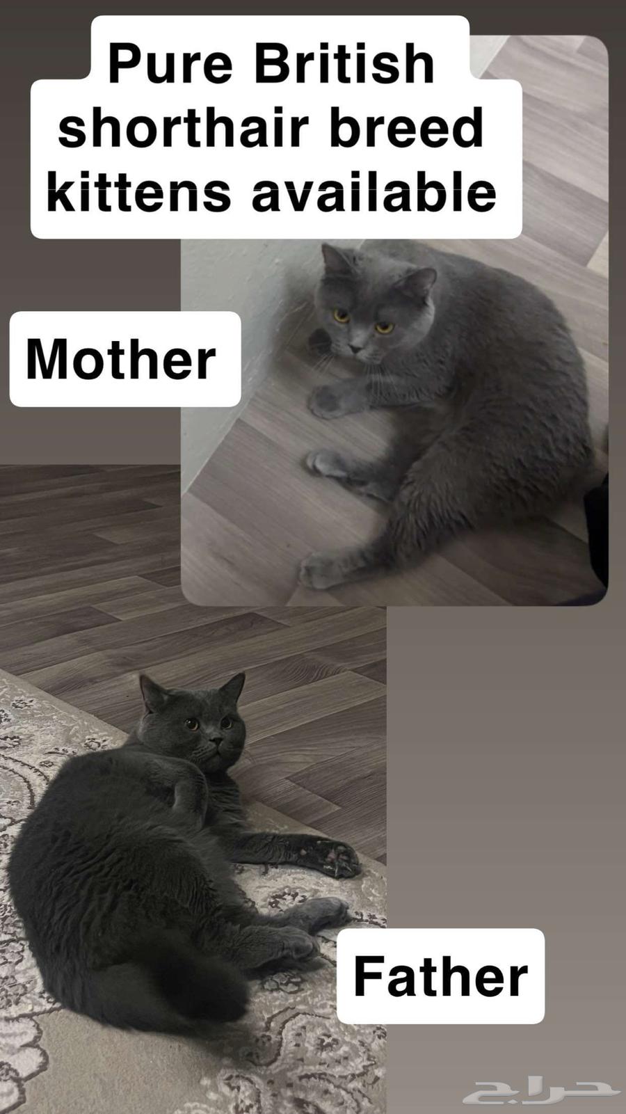 بريتش شرت هير للبع 50يوم64511633119875114