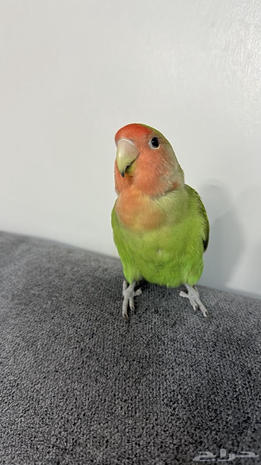 عصفور روز اليف64516367867395112