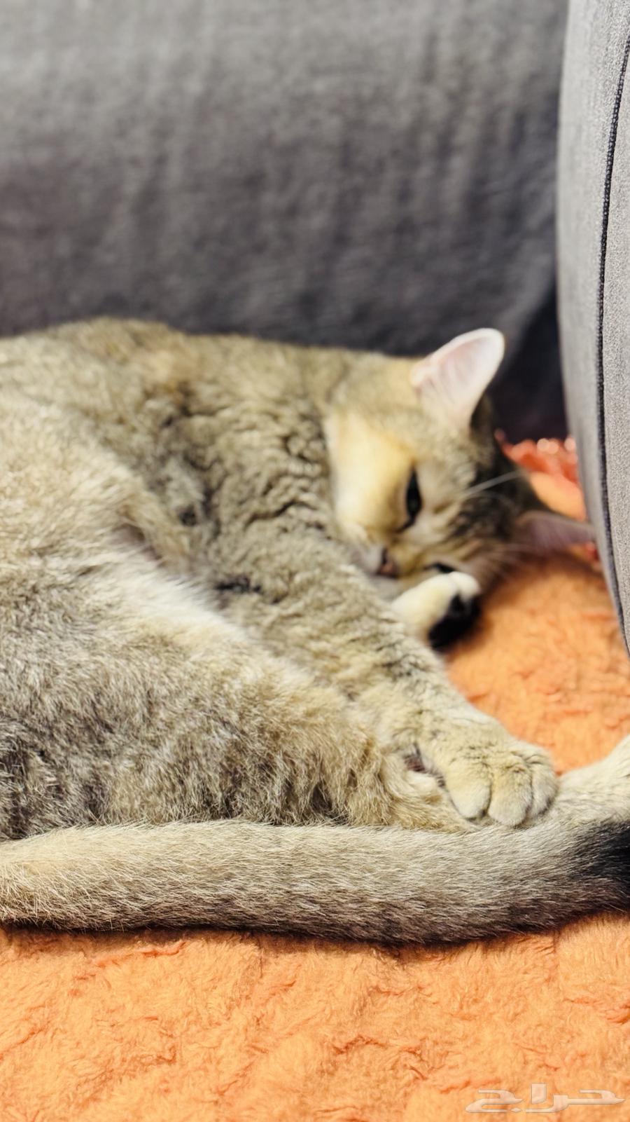 للبيع قطه سكوتش ستريت64518761030658112