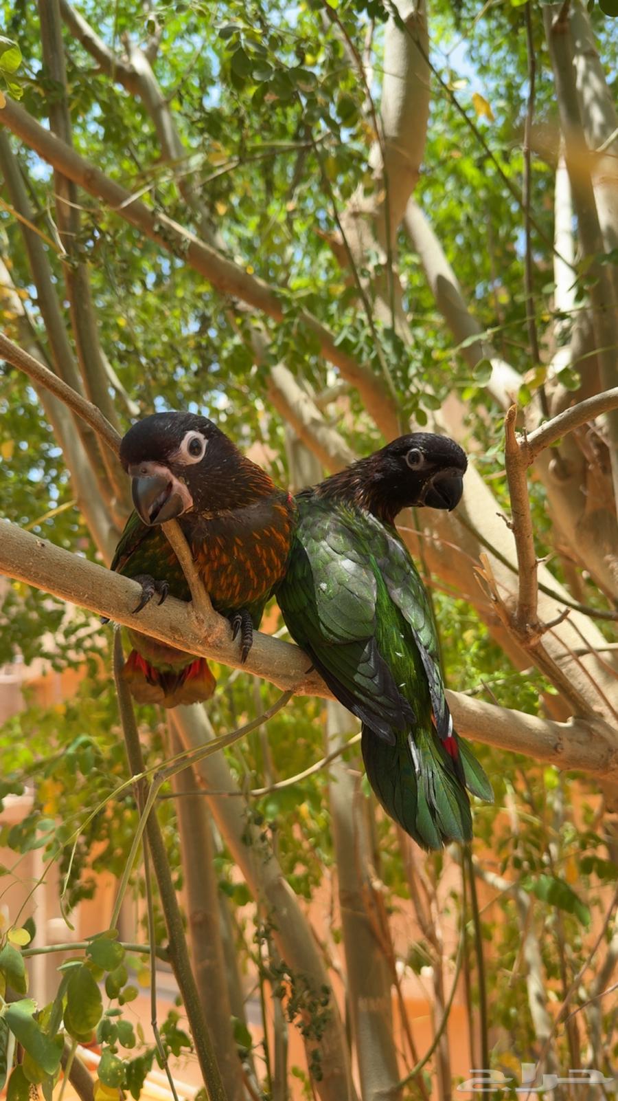 يلوستريك لوري - للبيع64514169089795110