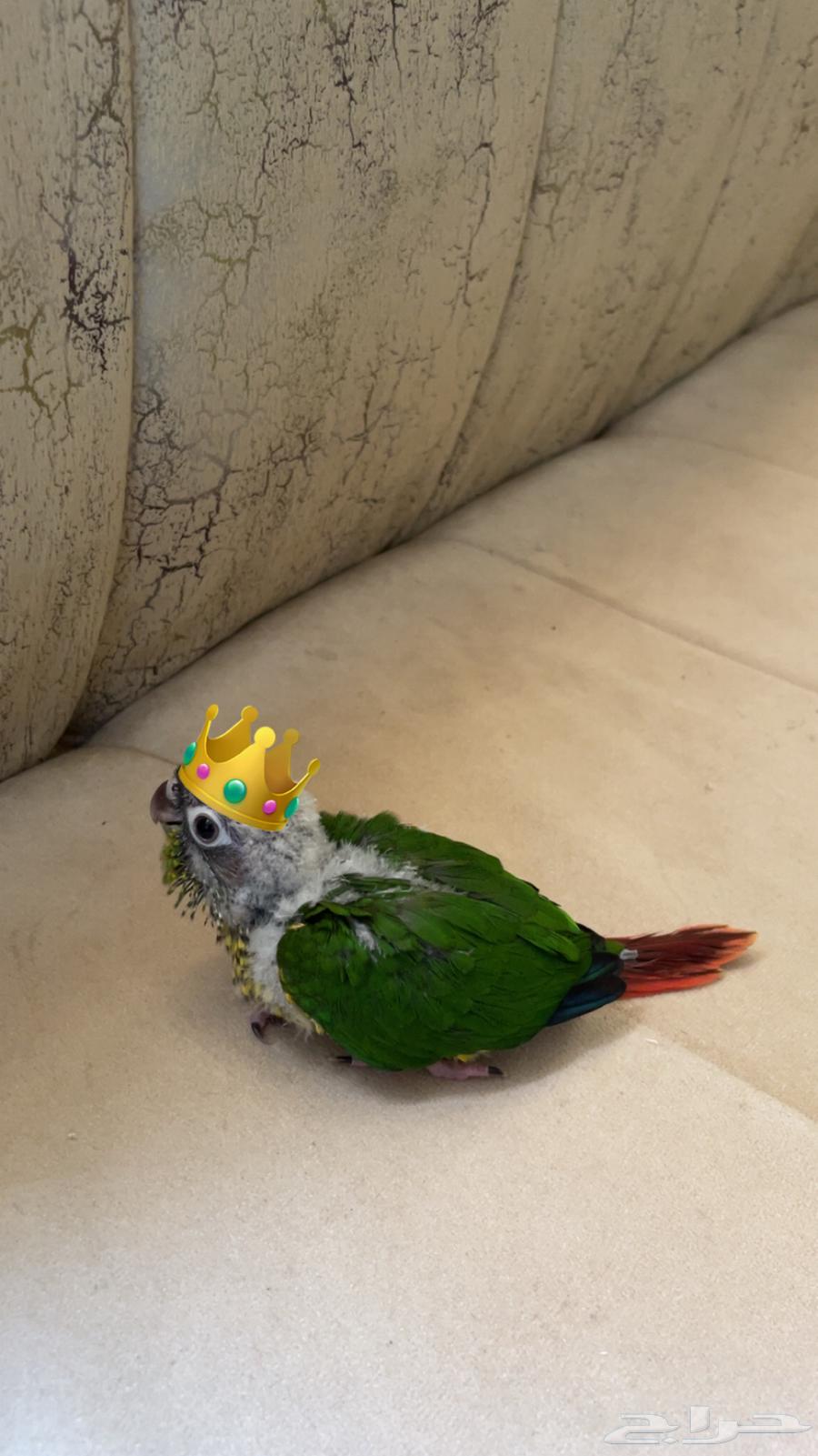 فرخ كنيور يلو سايد (تم البيع)64511689516417110