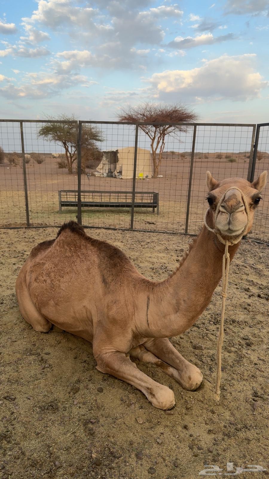 بكره للبيع64514830983425110