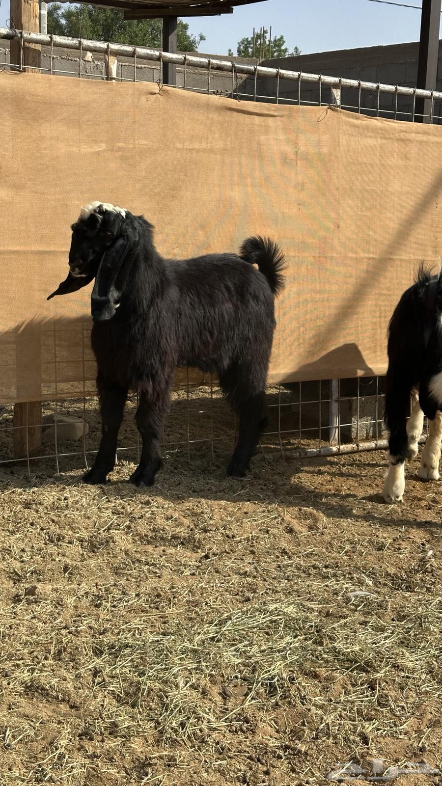 تيوس جذعان فاخره((تم البيع))64513424352897114