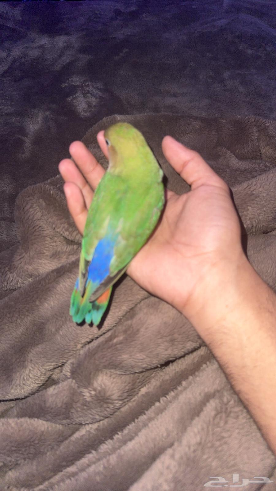 طير روز اليف64516424306177110