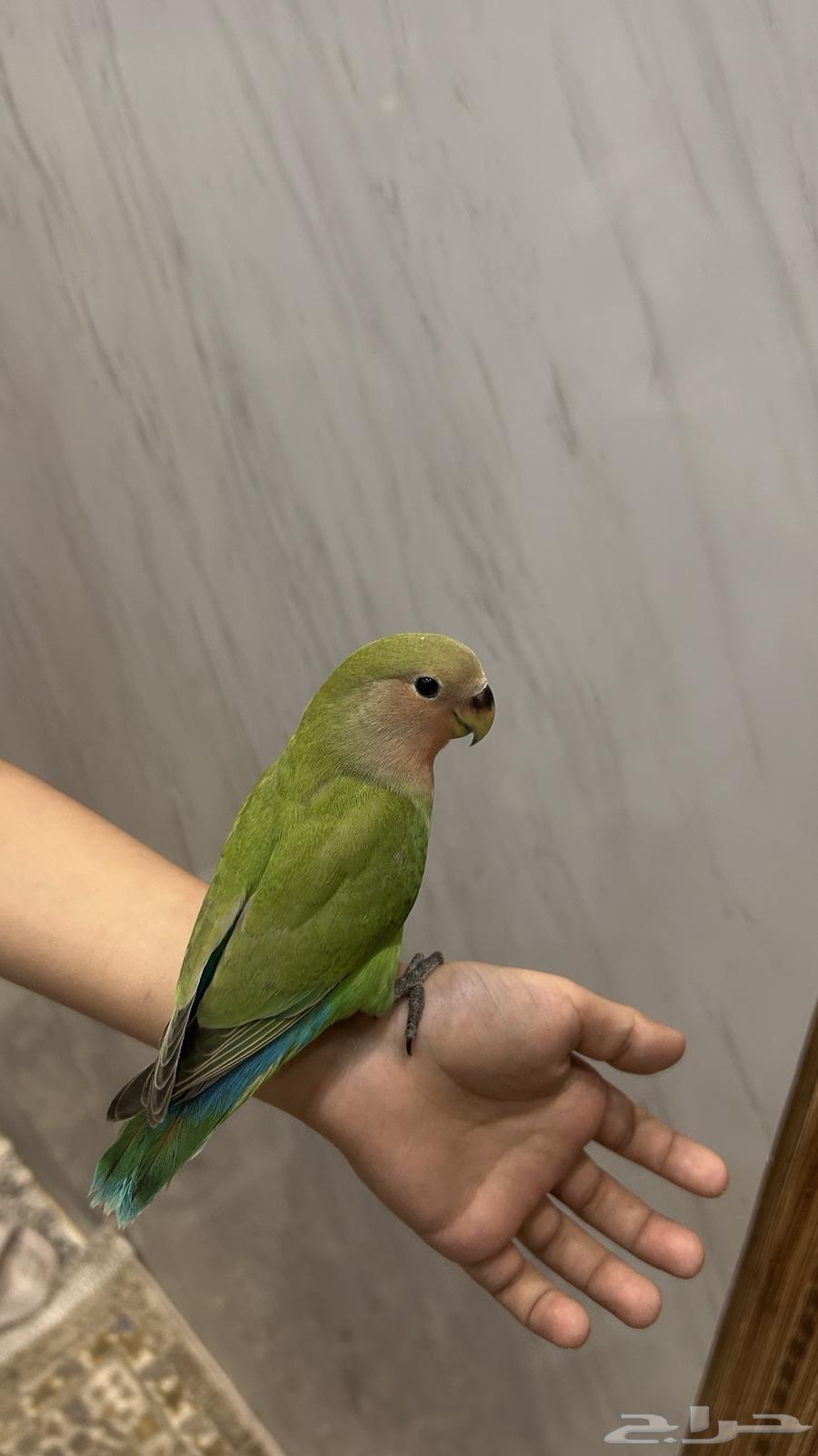 Roz Alif64518563572994111