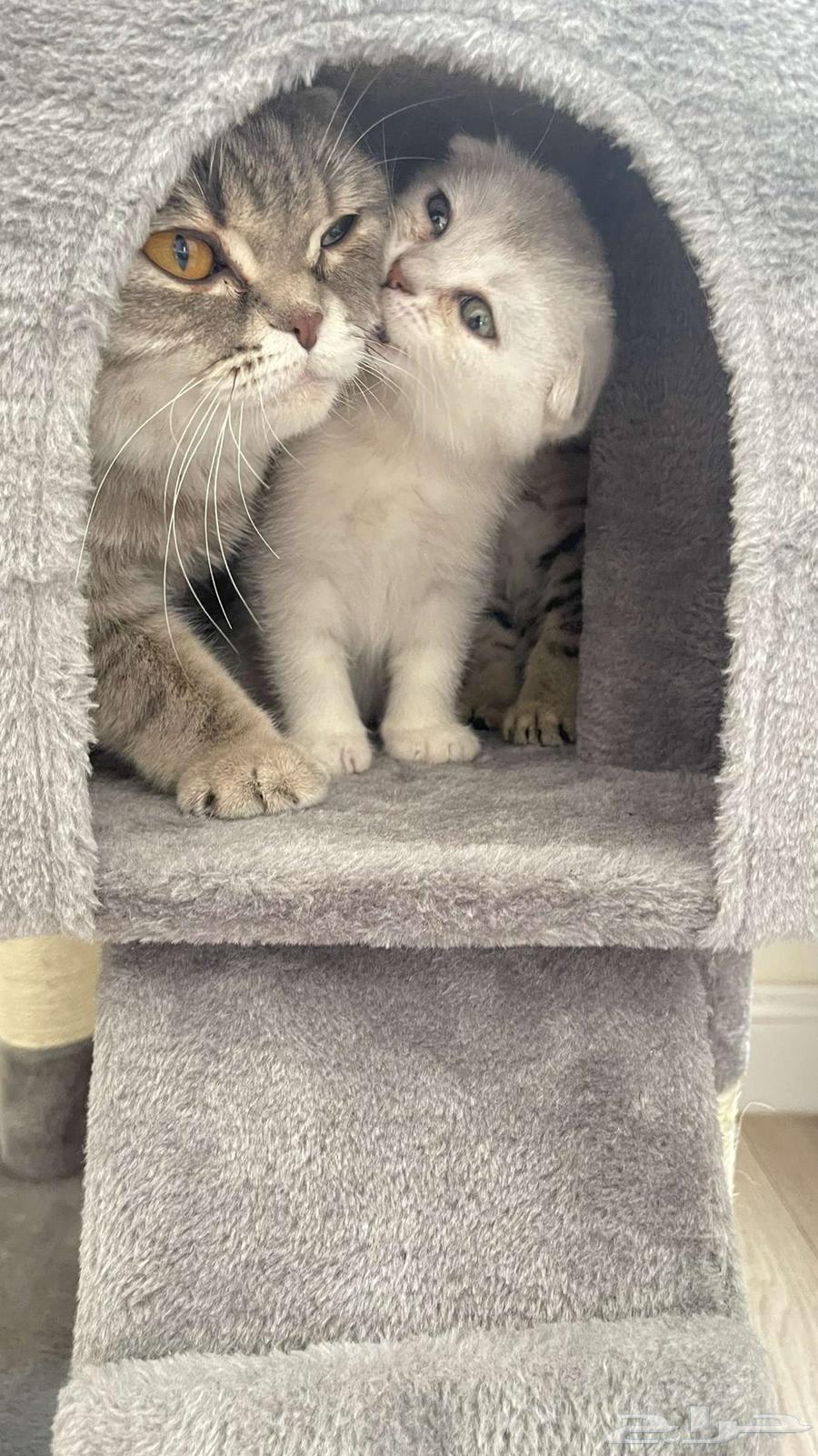 For sale 3 kittens, Scottish Fold double and triple, 60 days old64512964757121113