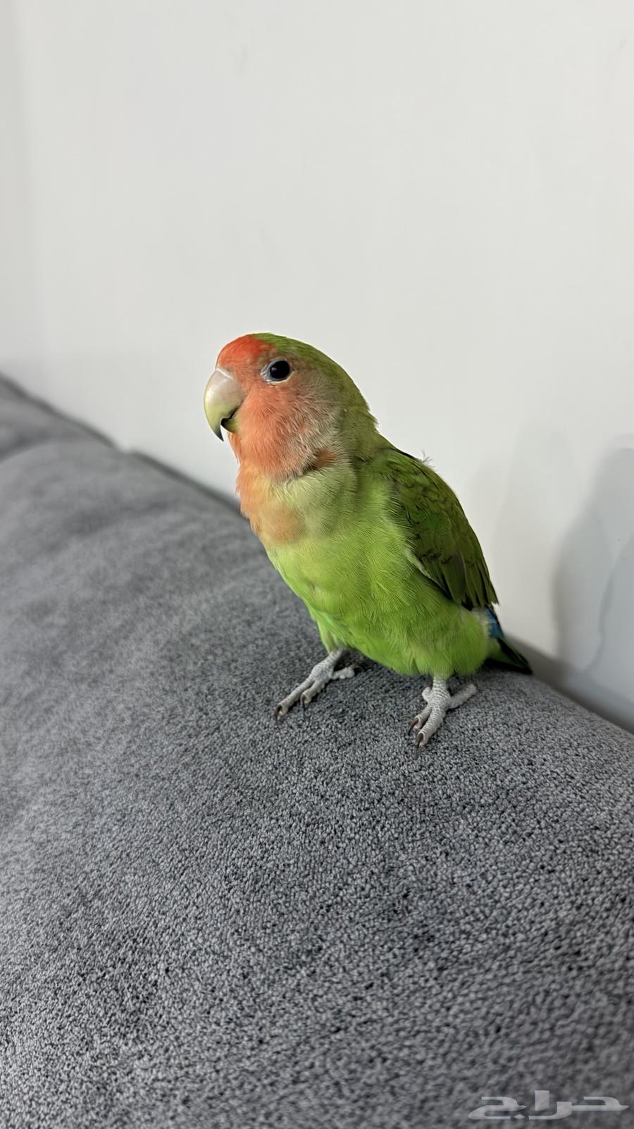 عصفور روز اليف64516367867395111