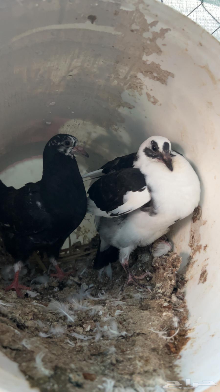 فروخ حمام للبيع فرنسي سلفر زاجل منتف جاهز64515375230467113