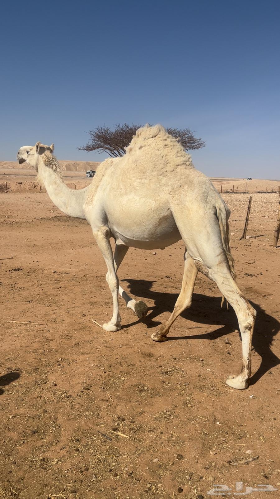 ناقه للبيع64515206926467112