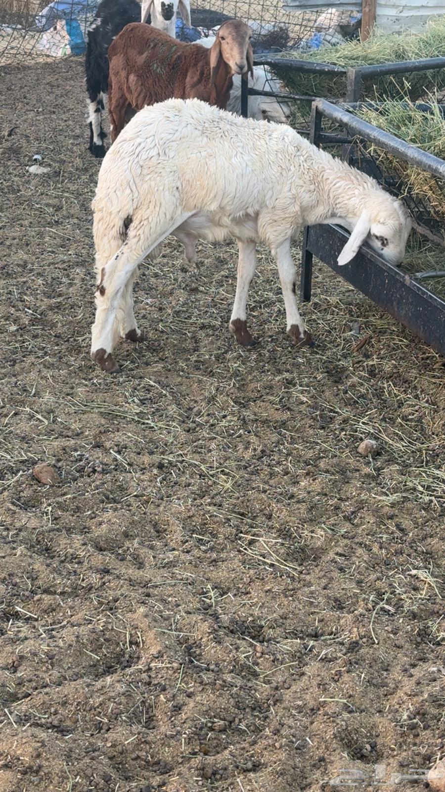 سواكن فاخره العمر 6 شهور64515751530241112