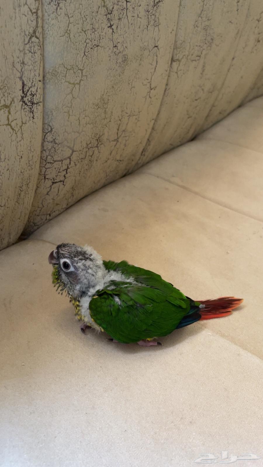 فرخ كنيور يلو سايد (تم البيع)64511689516417111